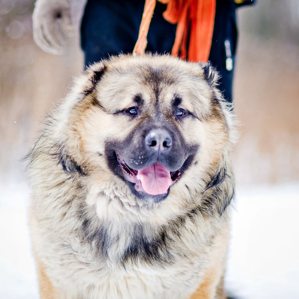 Породистые собаки в дар. Часть 39 | Породистые собаки в дар 🐶 | Дзен