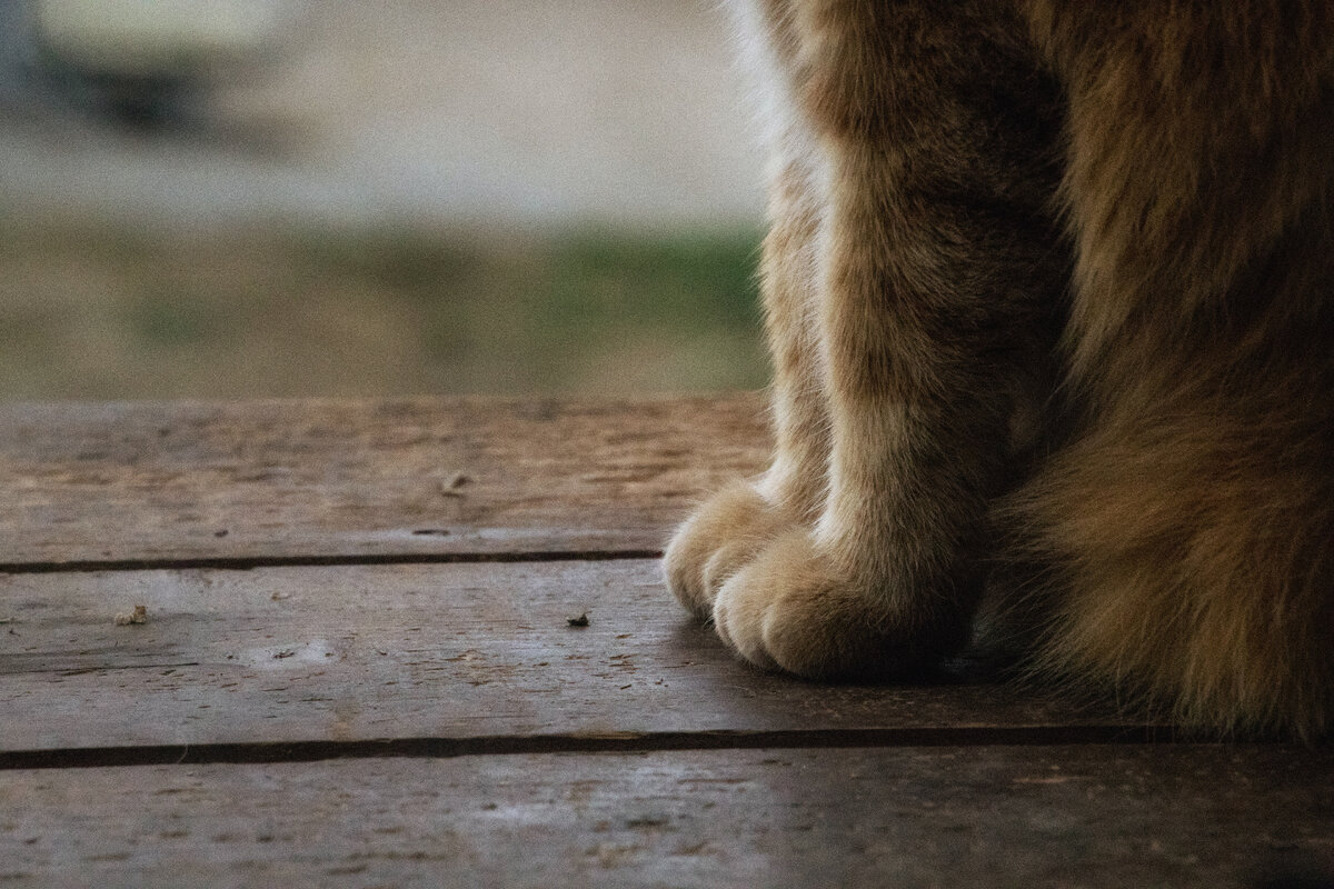 Фото автора Maria Teresa Bellomo: Pexels