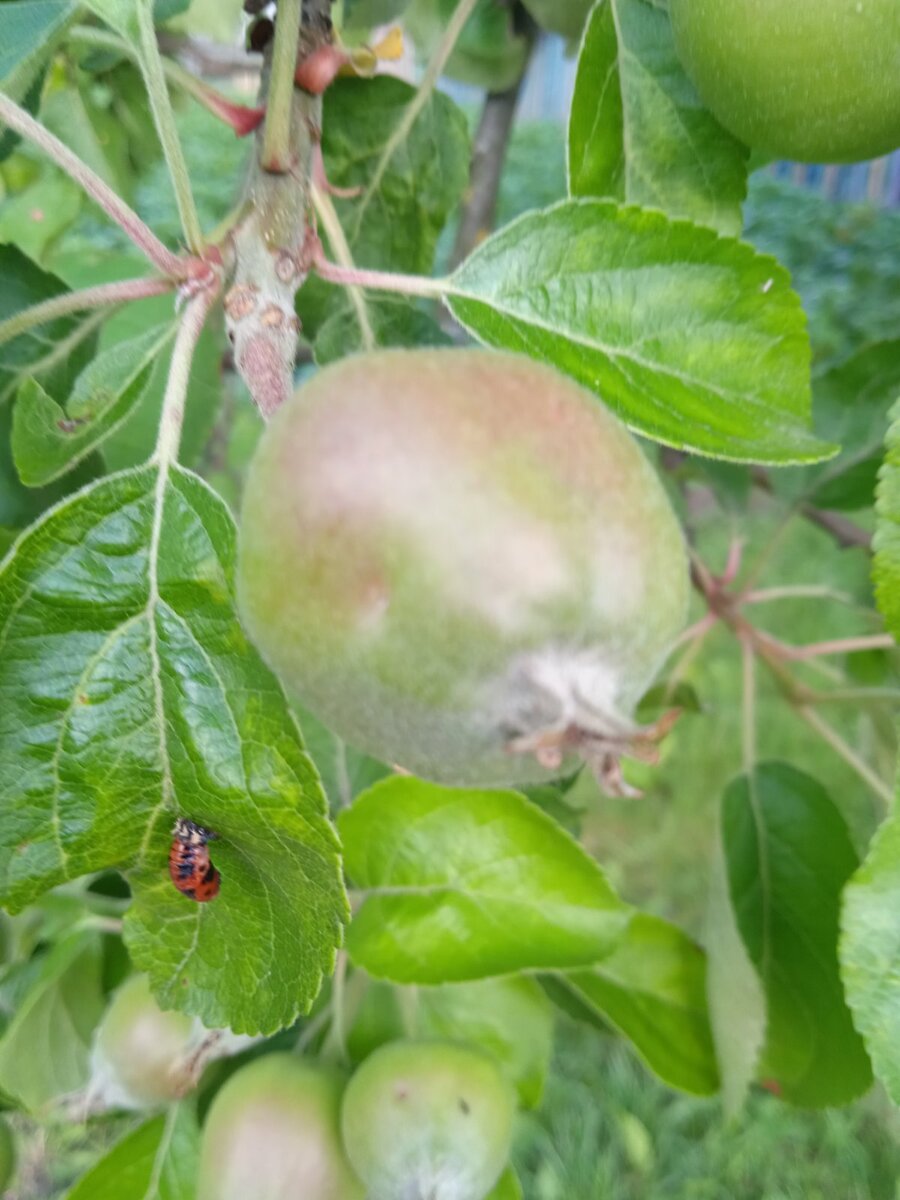 Фото. Яблоки наливаются. 