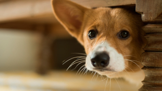    Как помочь собаке справиться со страхом Андрей Соколов