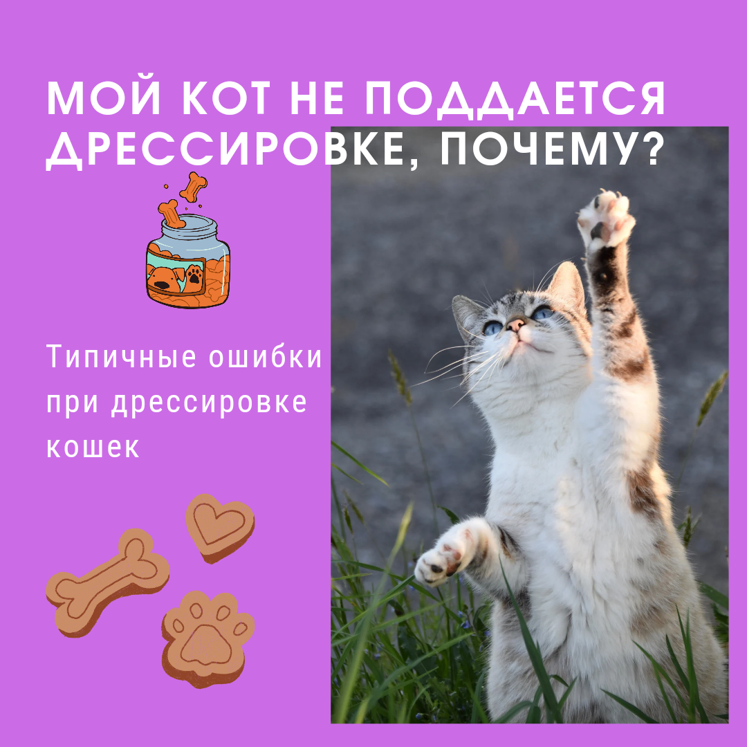 4 Совета, которые помогут отучить кошку царапать мебель