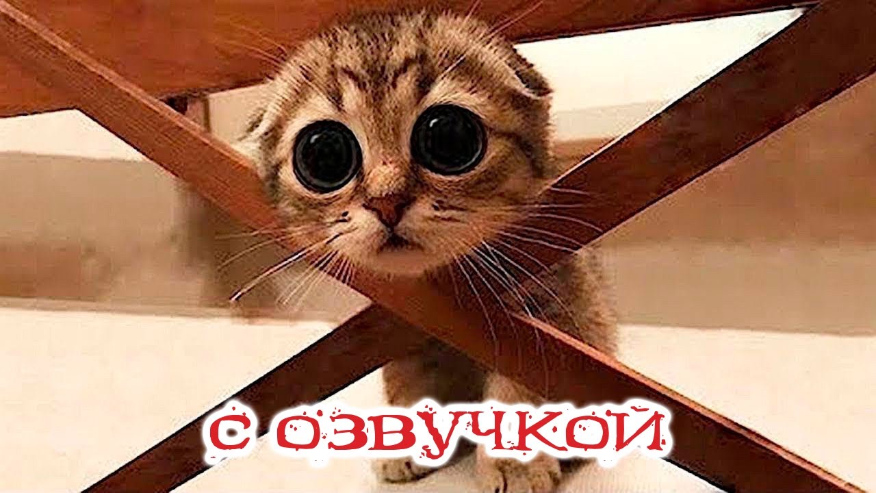 Приколы с котами! Самая смешная озвучка животных! Смешное видео!