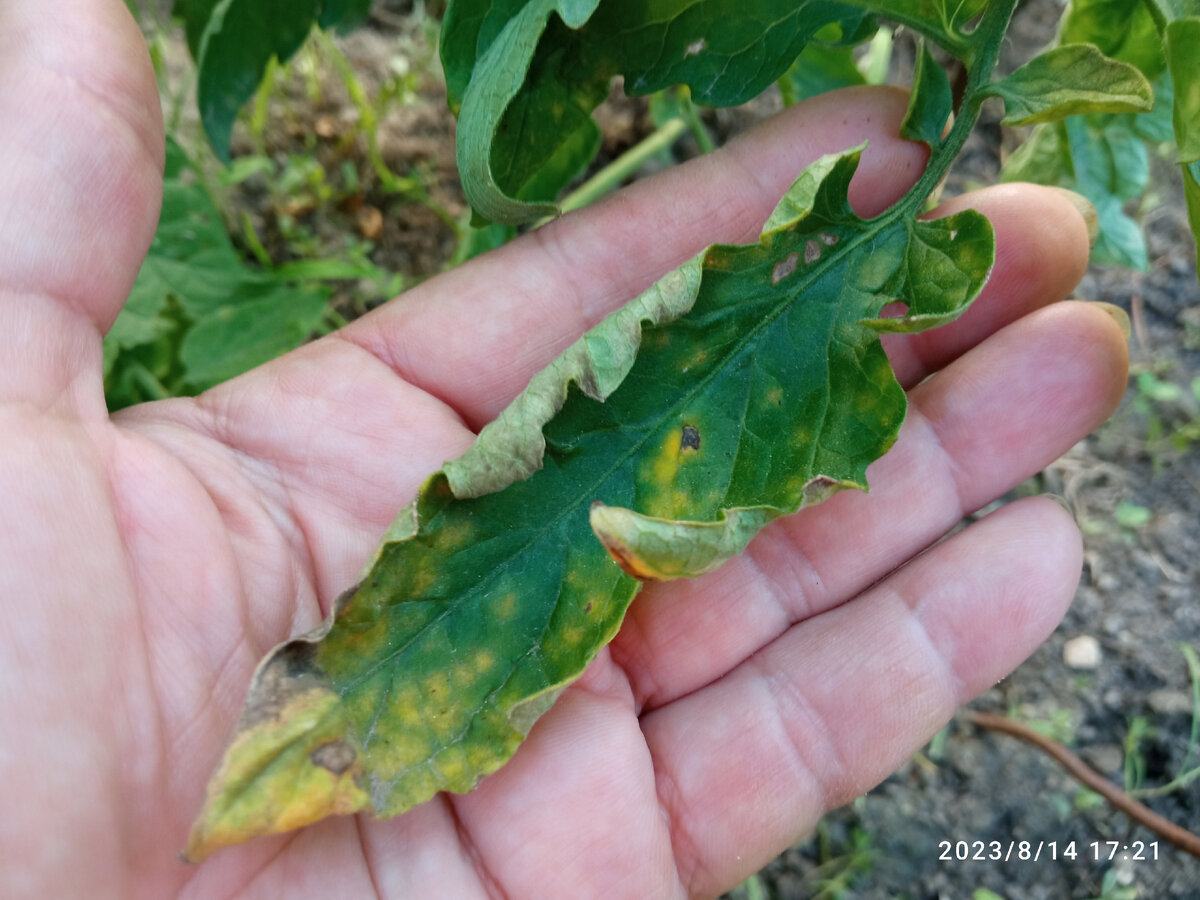 Tomato leaf mold in hoophouse tomatoes - Vegetables