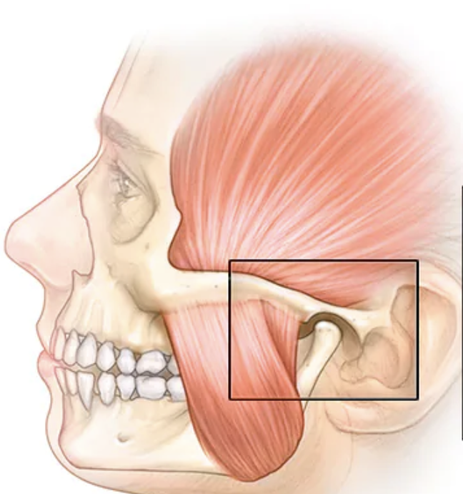 Височно-нижнечелюстной сустав (в рамке) 