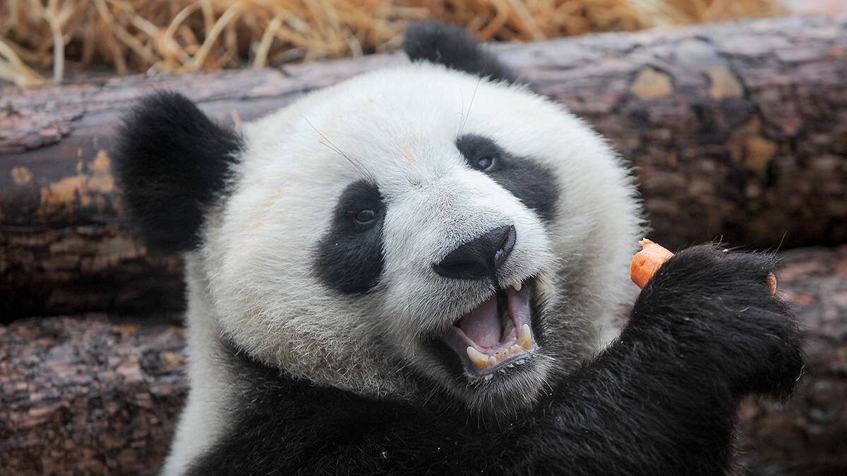    Фото: Александр Авилов / АГН Москва