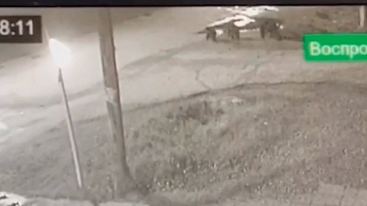     В Новобирилюссах жители пожаловались на медведей, гуляющих по селу.