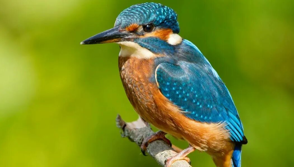 Зимородок обыкновенный. Фото из открытых источников