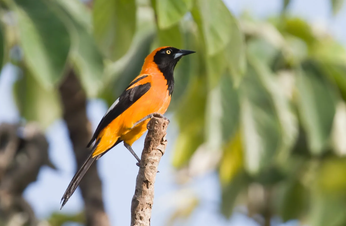 хохлатый питохуй. дроздовая мухоловка питоху. ядовитая птица питоху. капюшонный питоху. ядовитая птица питоху.