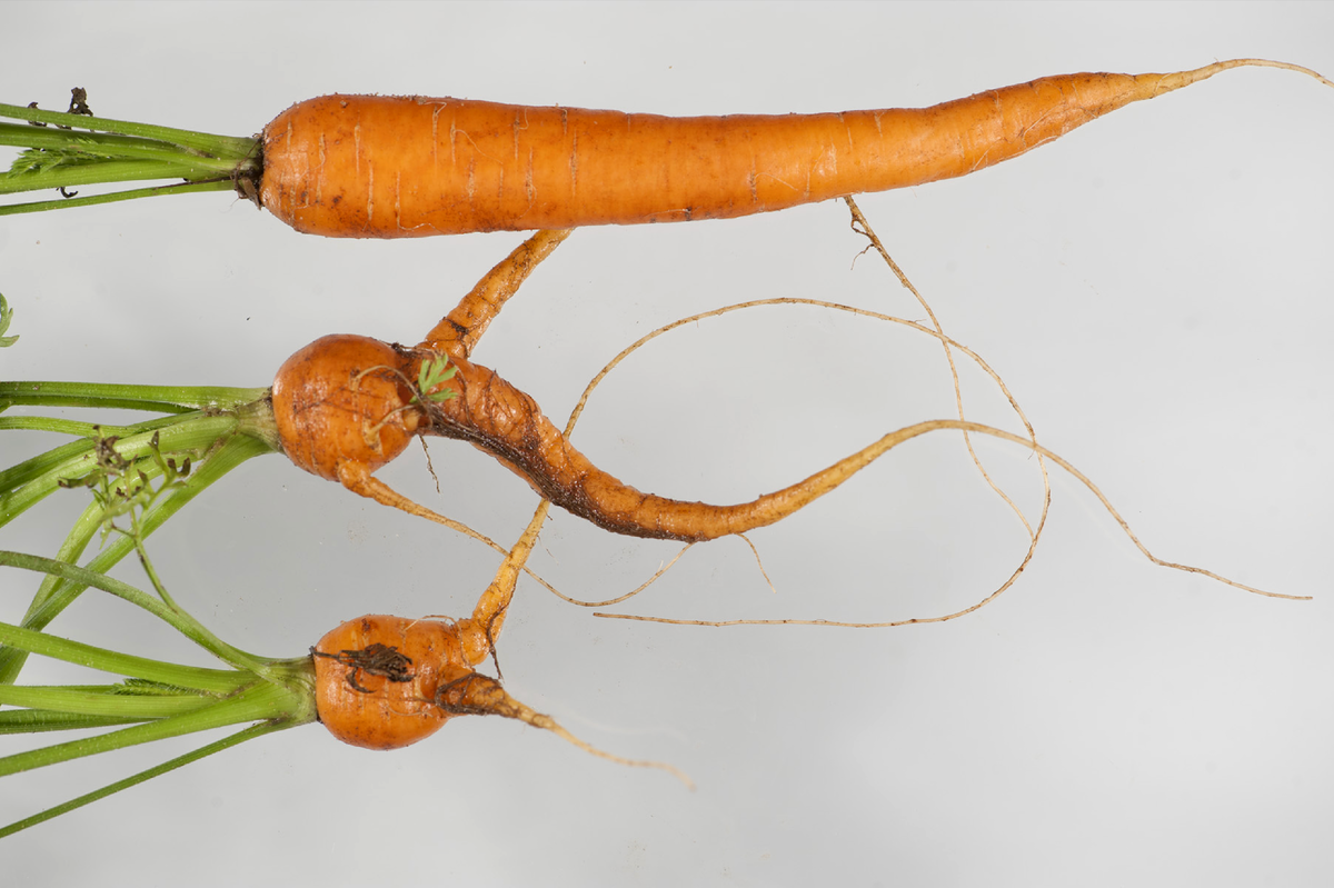 Морковь является растением. Корнеплод моркови. Корень моркови. Корешок моркови. Морковь без корнеплода.