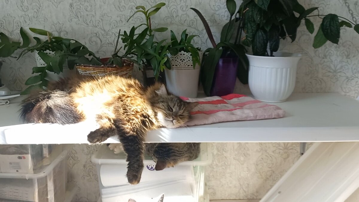 Фрося загорает