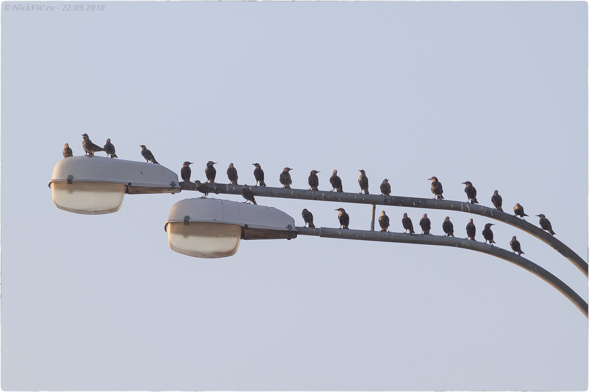 2. Скворцы осенние © NickFW.ru - 22.09.2018г.