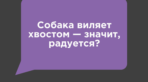 HYPONIC | А по какому поводу ваш питомец виляет хвостом чаще всего ...
