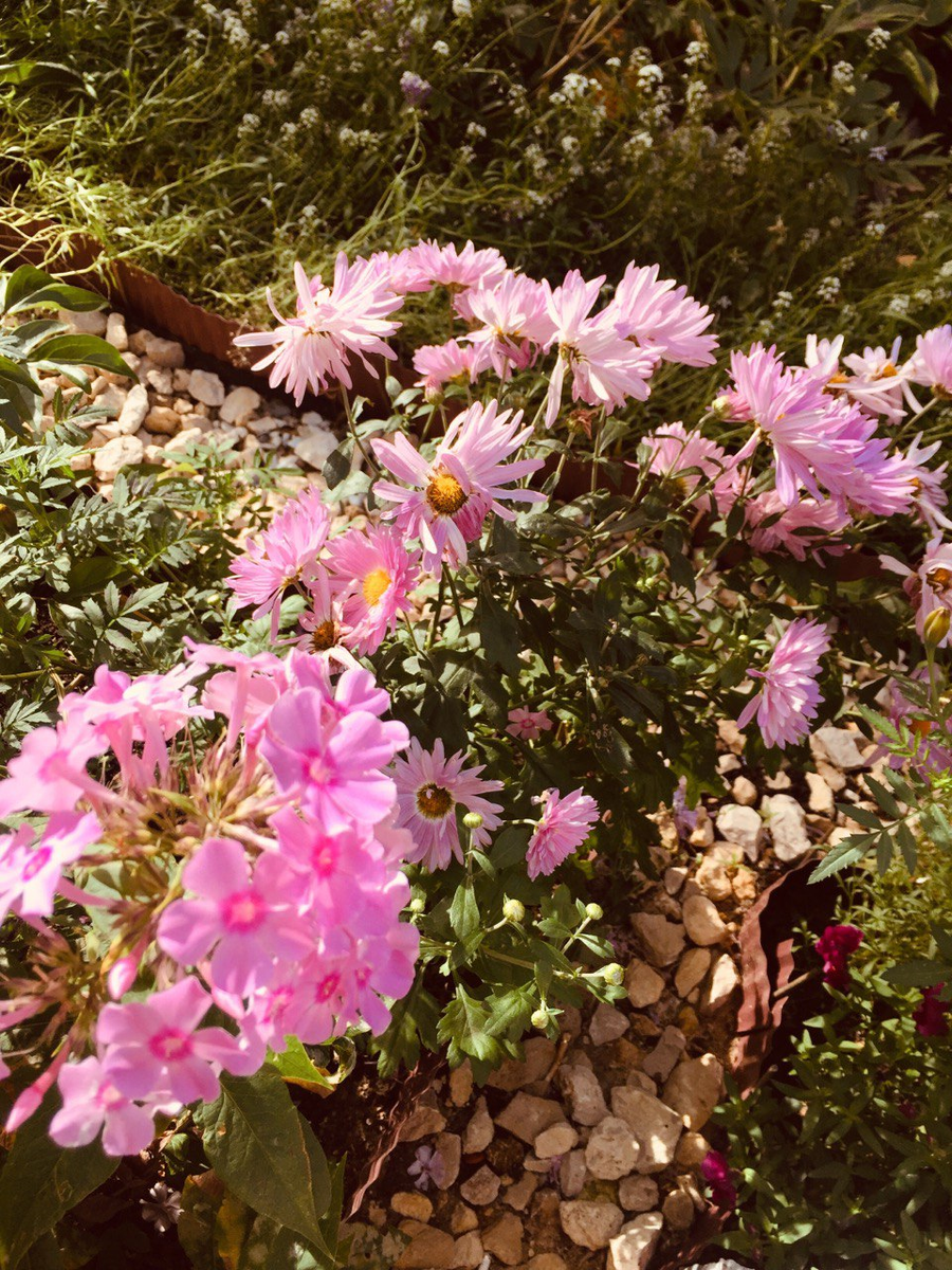 Люди сделали клумбу у подъезда с чудесными розовыми цветочками и выложили ее камушками