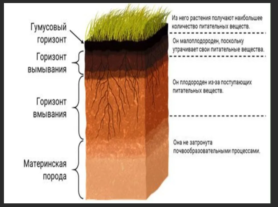 Какой 2 слой. Структура почвы почвенные горизонты. Строение почвенного профиля почвенные горизонты. Почвенный срез схема. Почвы состав строение и структура.