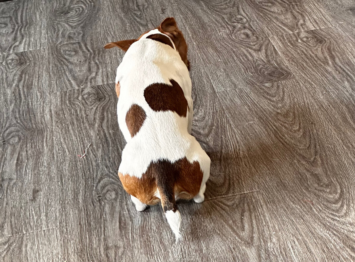 Мой Толик тоже призывает вас к здравому смыслу и очень расстраивается, когда вы берете кредиты на свадьбы.