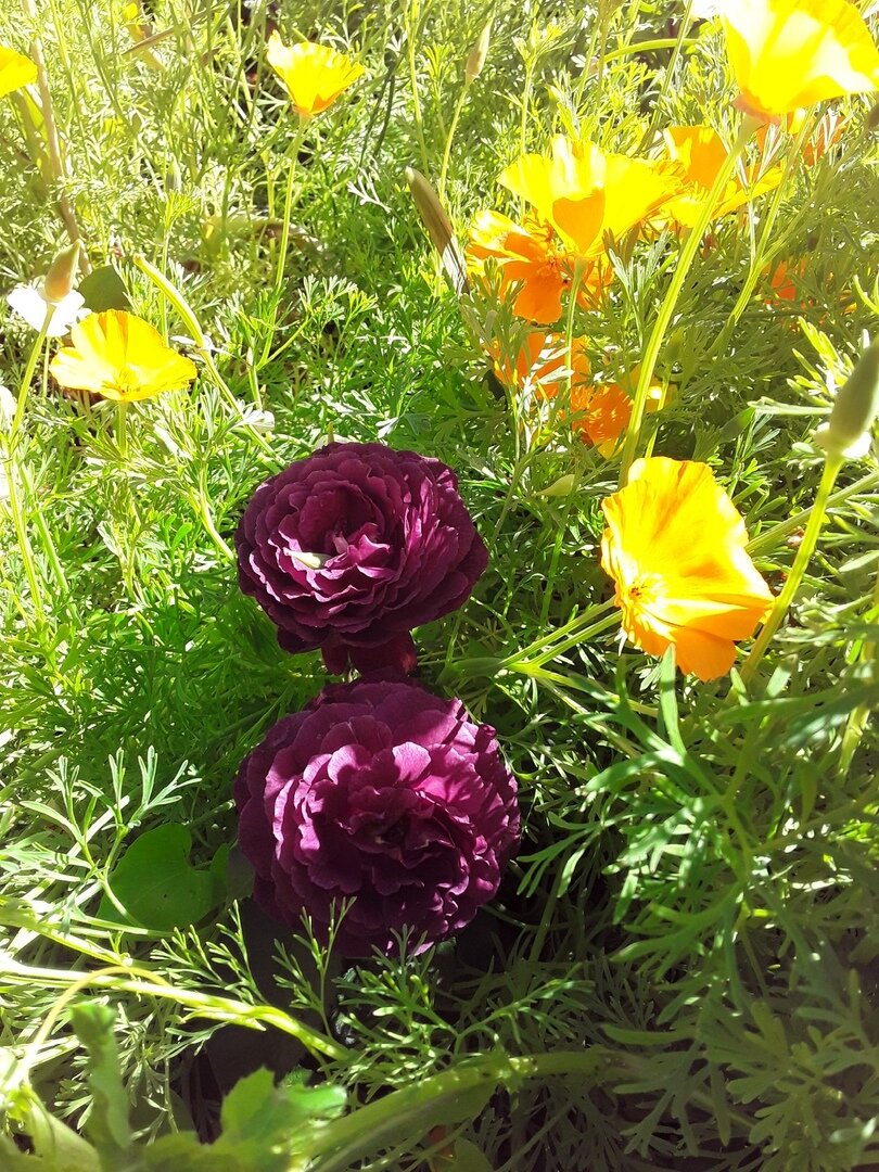 Эшшольция без проблем "забивает" даже розы, а они вообще-то - кусты.