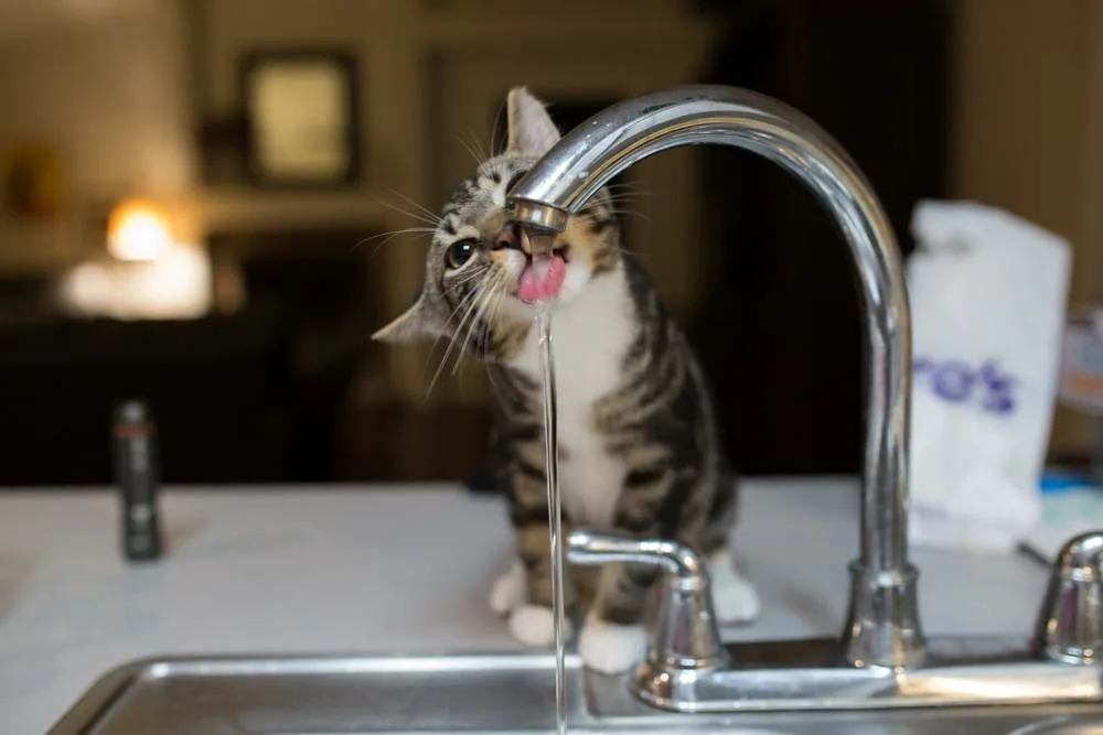 Кот пьет. Котик пьет воду. Кошка пьет воду из крана. Кот и кран с водой. Как заставить кошку пить