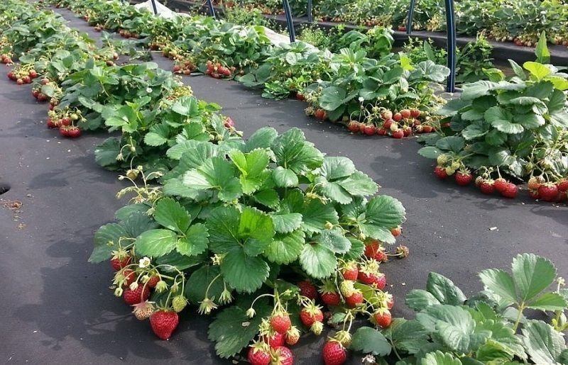      Натуральная подкормка для клубники весной