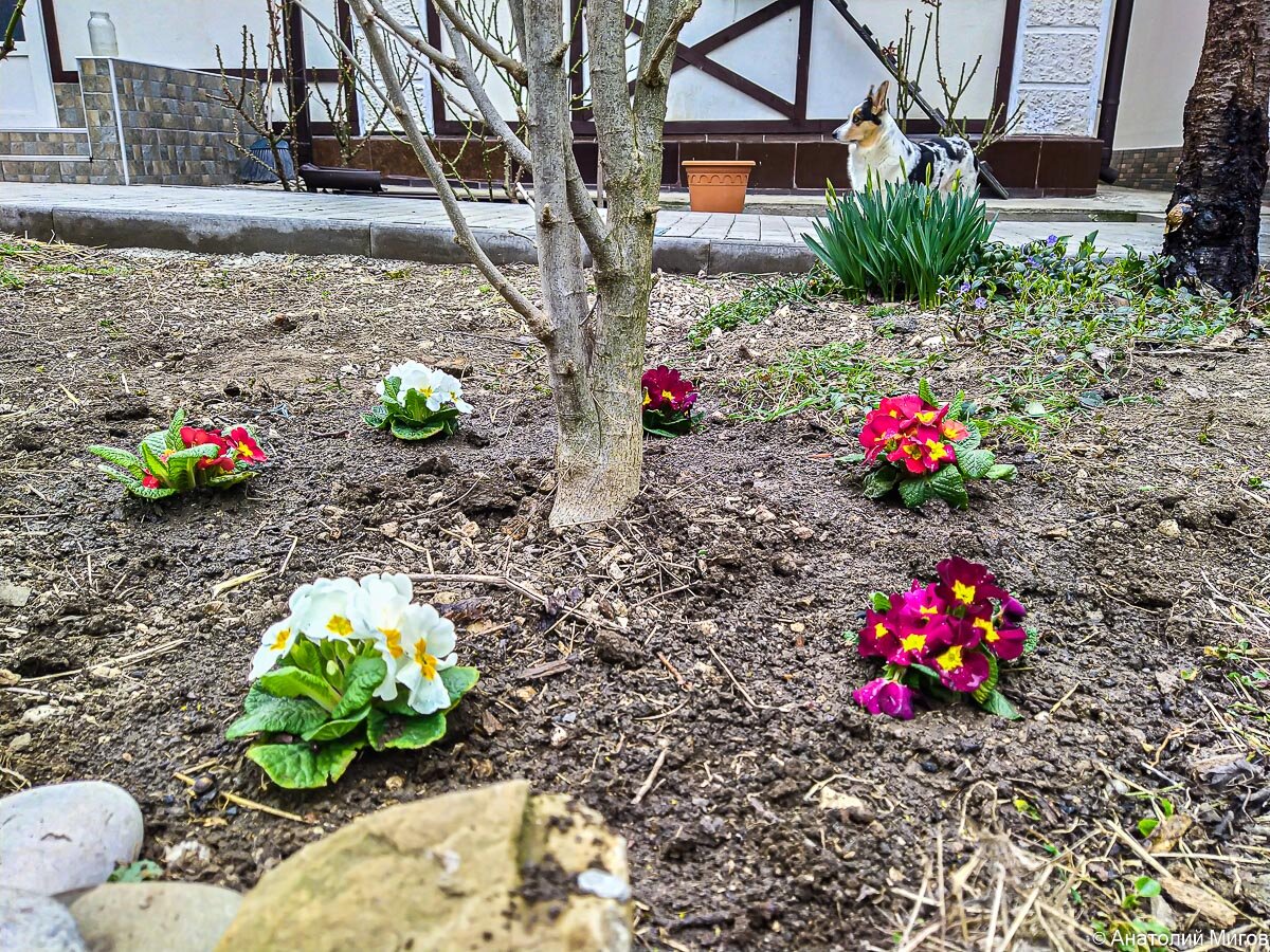 Про весенние цветы и наш ленивый подход к цветоводству | Дневник ...