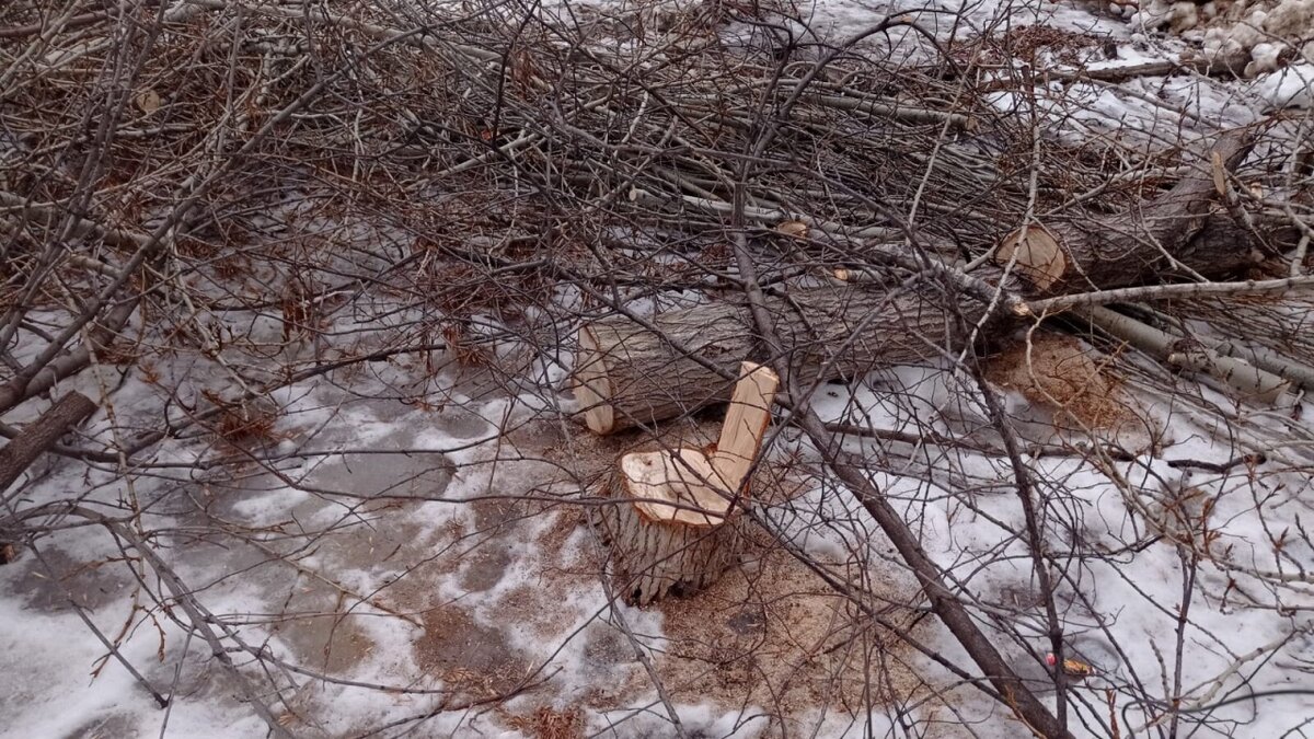    В Саратове вырубят более 60 деревьев и обрежут 140Новости Саратова и области – Сетевое издание «Репортер64»