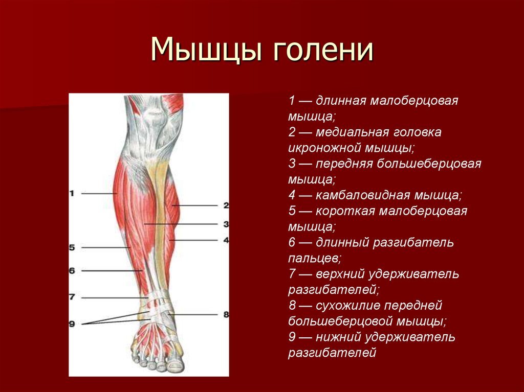 По-научному, "прыгалка отпрыганная" - это, скорее всего, передняя большеберцовая мышца. Картинка из открытых источников