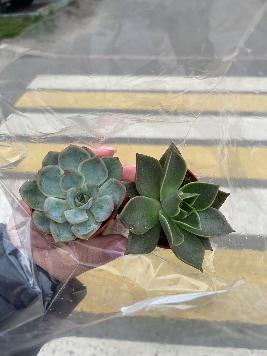 Echeveria Hercules, Echeveria Althea. Апрель 2022 года