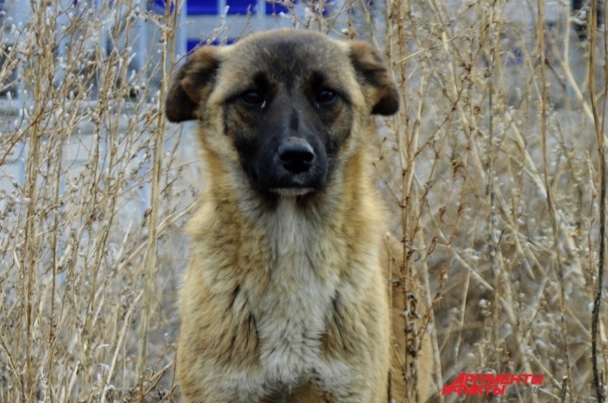    После жалоб покусанных жителей в округе Прикамья организовали отлов собак