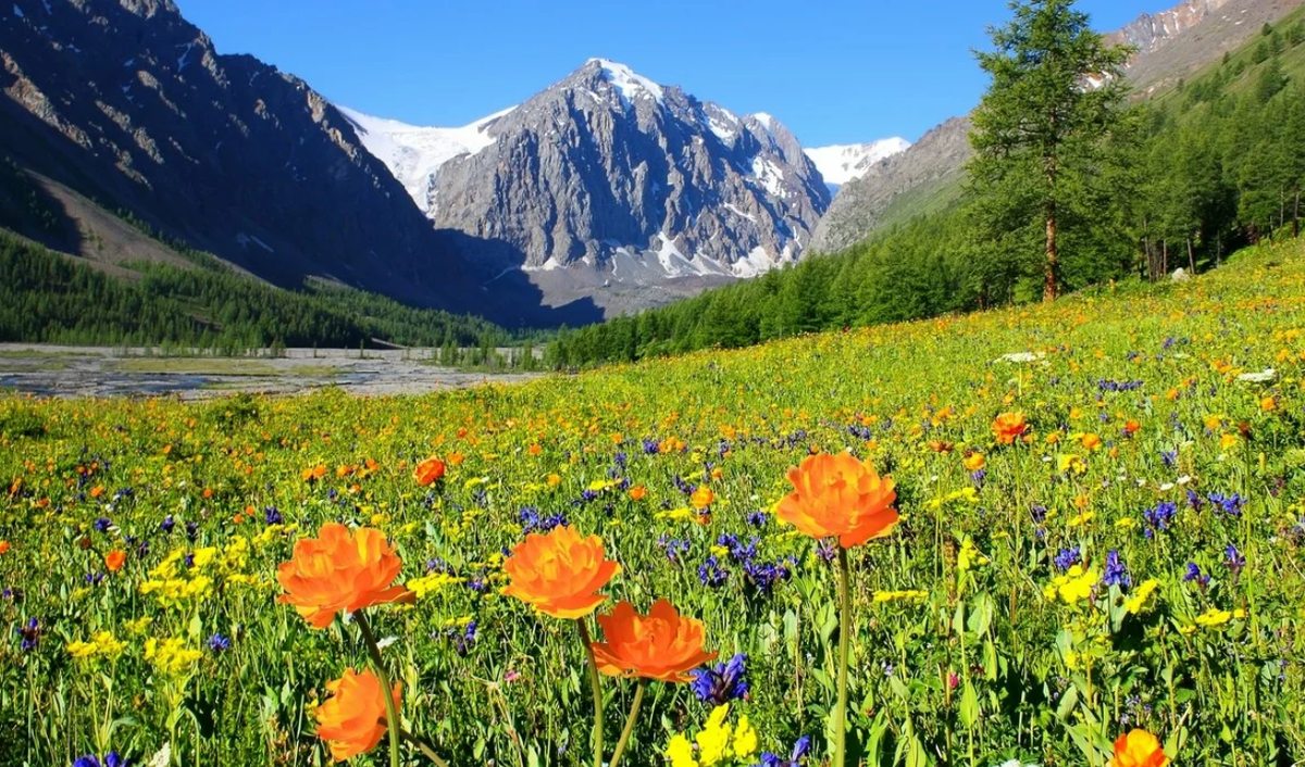 В какой части страны находится горы алтая. Луга Алтая горный Алтай. Горы Алтая Альпийские Луга. Альпийские Луга в России Алтай. Цветущая Долина горный Алтай.