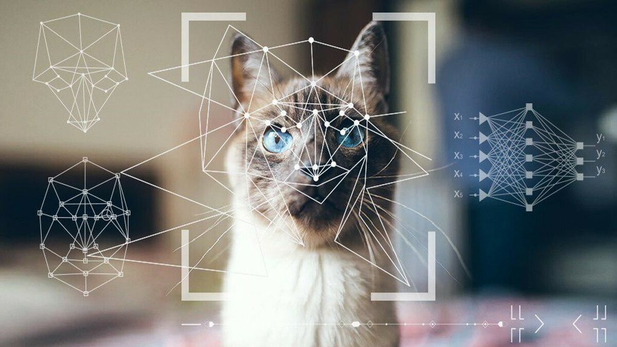 Как сделать озвучку нейросетью. Распознавание лиц нейронные сети. Искусственные нейронные сети распознавание лиц. Нейросети кот. Нейронная сеть распознавание образов.