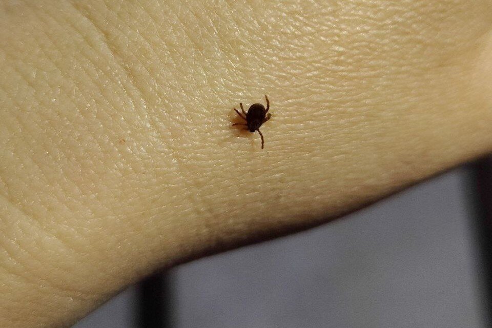     Навредить оренбурженке клещ еще не успел. Фото: Orenburg.kp.ru