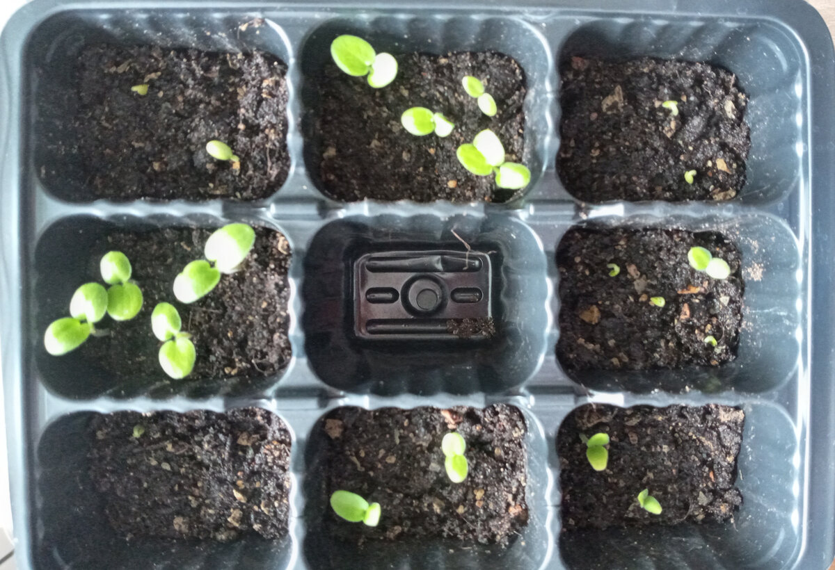 Всходы есть в каждой ячейке!!! Кто-то уже великанчик, кто-то только показал шею))) Фото автора