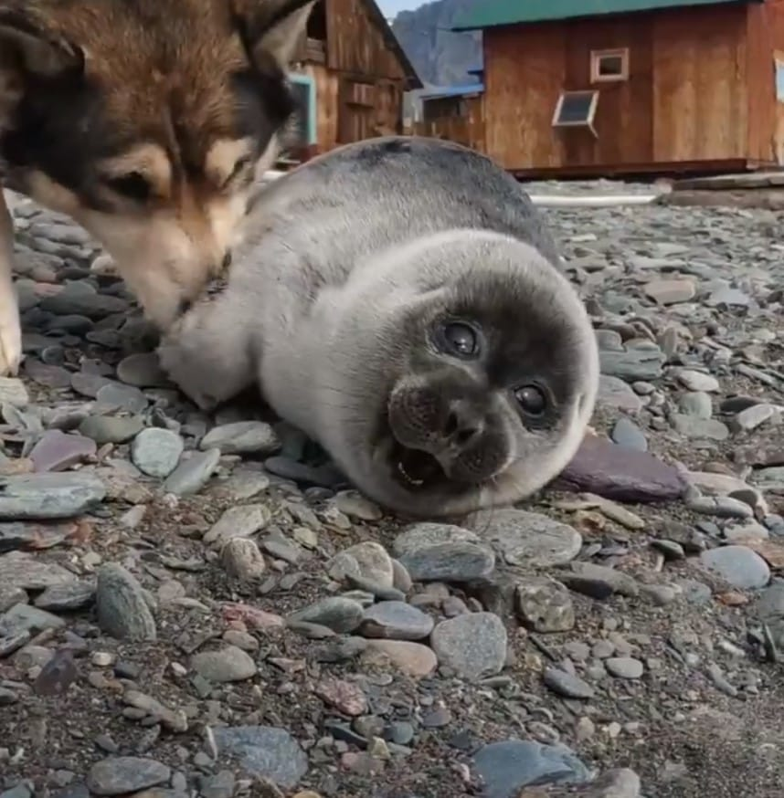 Собака Байкал. Байкальскую нерпу спасла собака. Щенок Байкальской нерпы. Собака спасшая малыша нерпы на Байкале. Найденыши в контакте