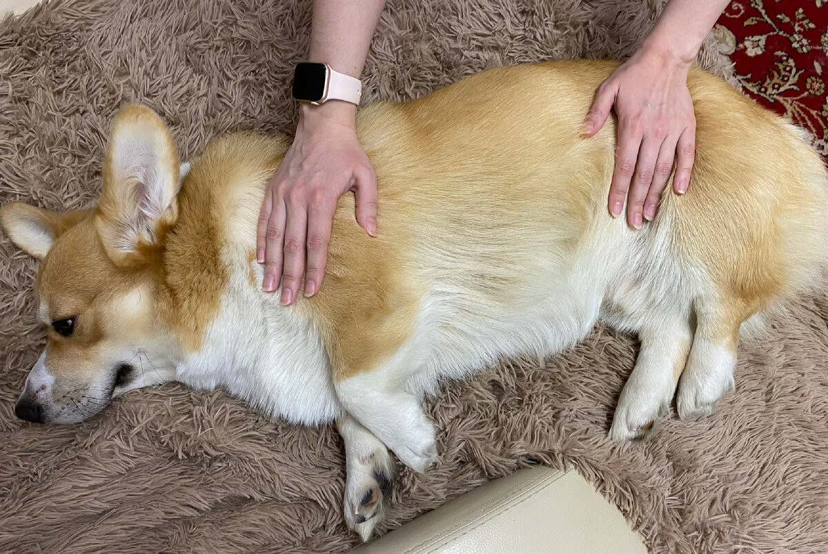 Если вот так положить руки на собаку, она успокоится и даст подстричь когти