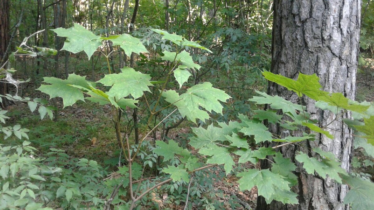 2.07.2022. Мимо клёнов чешем на пробежку...