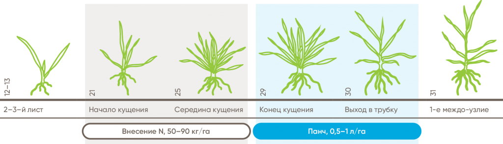  На зерновых культурах Панч рекомендуется применять в фазу кущения — начала выхода в трубку (для восстановления растений после перезимовки) в норме расхода 0,5—1 л/га, в зависимости от состояния посевов.