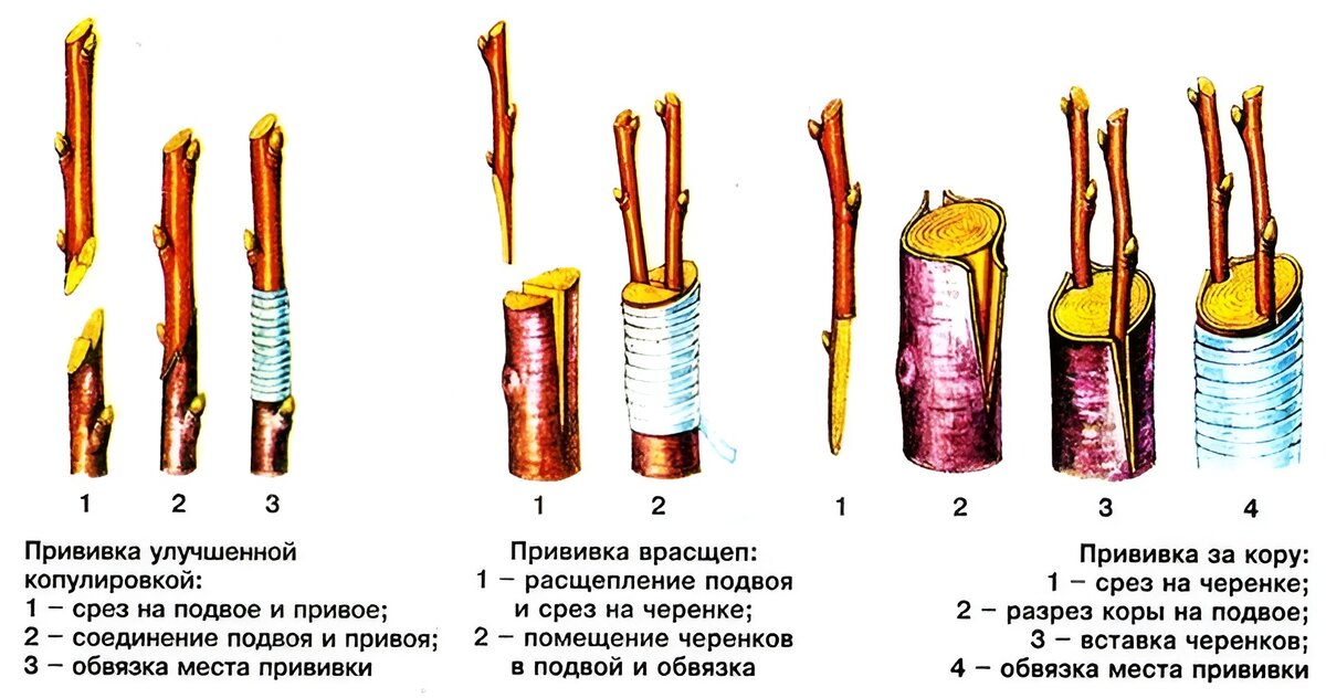 Схема прививки яблони весной