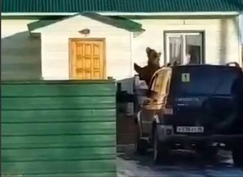 Медведь залез в дом. Животные на окна. Медведь заглядывает в окно. Медведь забрался в дом. Медведь забрался в дом.