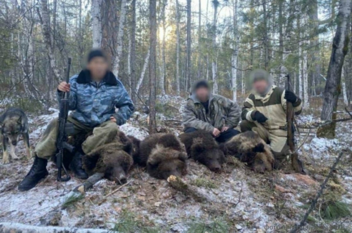    Браконьеров осудили за убийство медведицы с медвежатами в Качугском районе