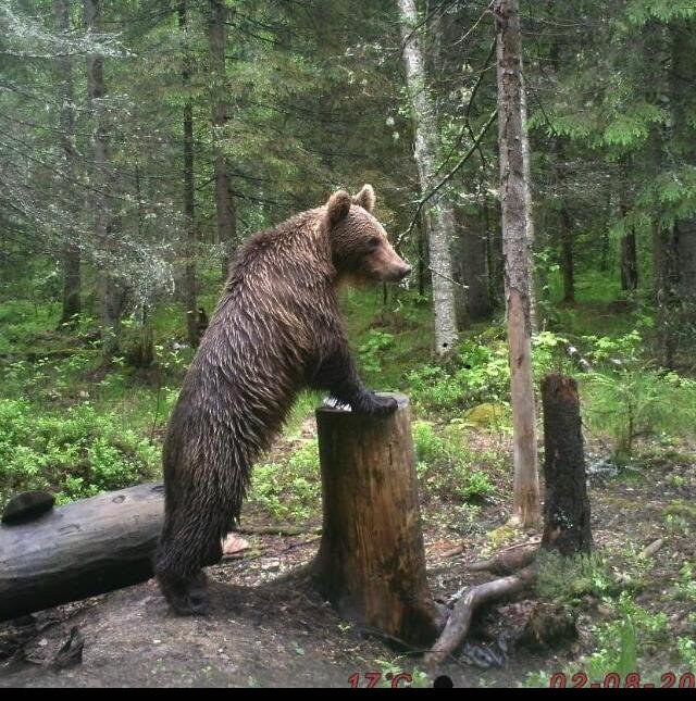 Медведь, которого встретил Роман Захаров
