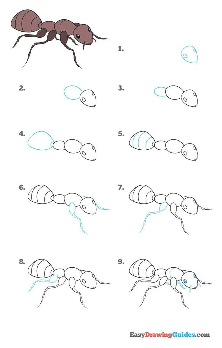 Рисунки последовательно. Поэтапное рисование насекомых. Поэтапное рисование муравья. Поэтапное рисование насекомых для дошкольников. Муравей рисунок пошагово.