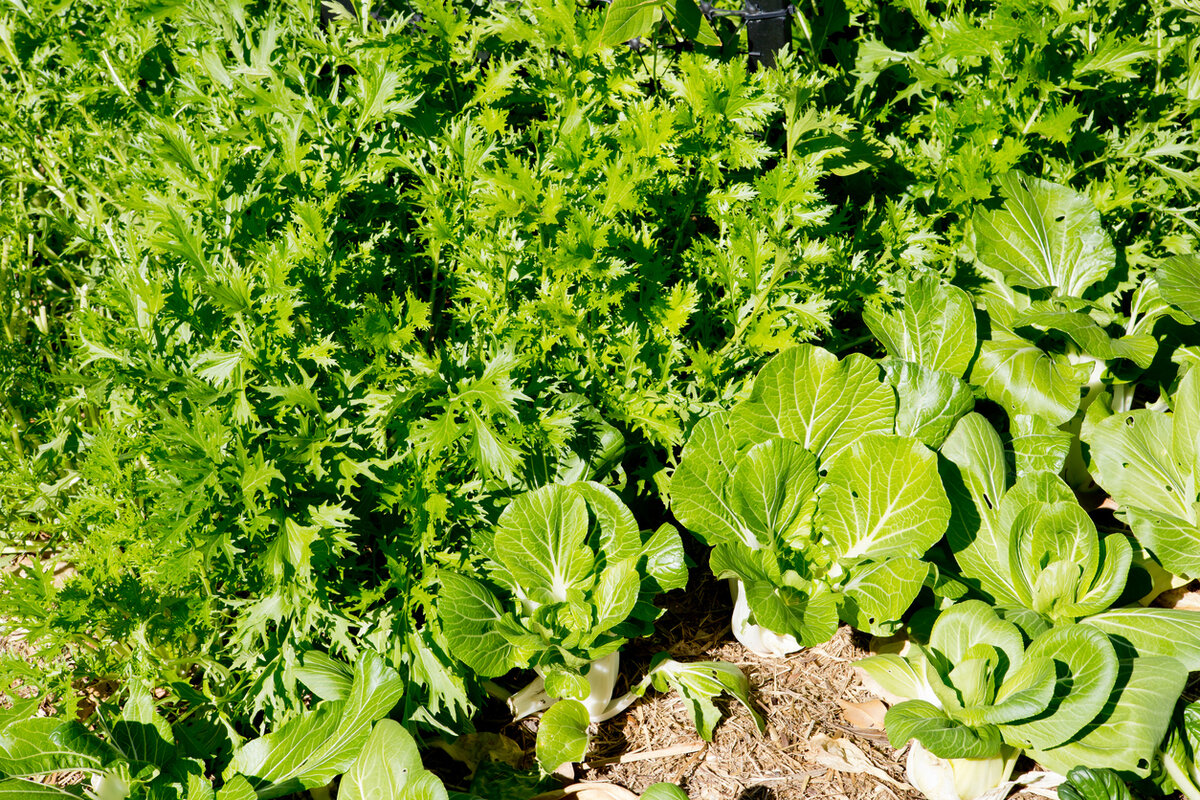    Мизуна и пак-чой на грядке