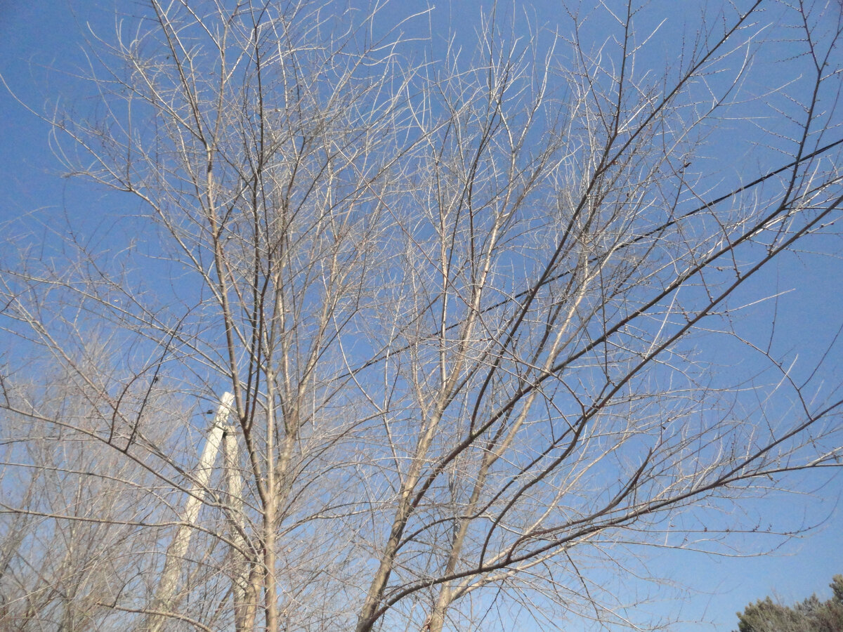 Ива плакучая