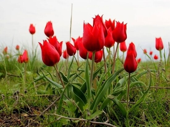     фото: livingheritage.ru