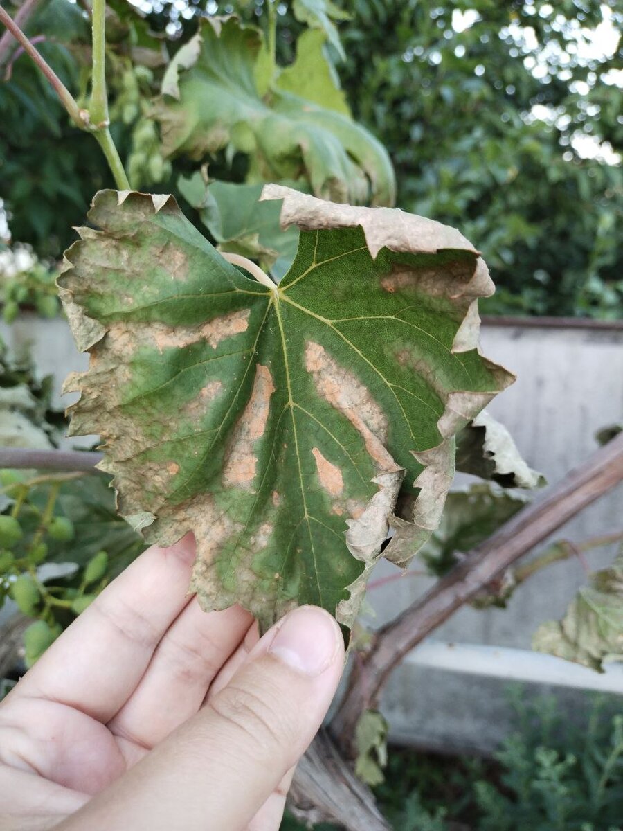 Вот такая беда приключилась у подписчицы Дачного агронома 