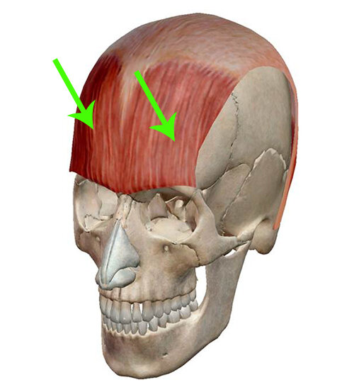 Лобная мышца