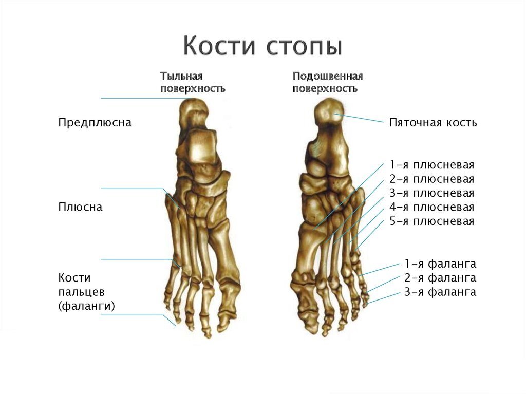 Сегменты кости. Кости стопы анатомия. Стопа строение костная анатомия. Строение стопы анатомия кость плюсны. Анатомия костей стопы косточка