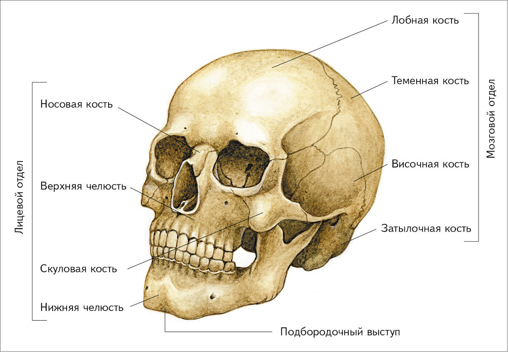 Лицевые кости черепа человека анатомия. Название костей черепа. Скелет головы череп анатомия. Осевой скелет человека череп.