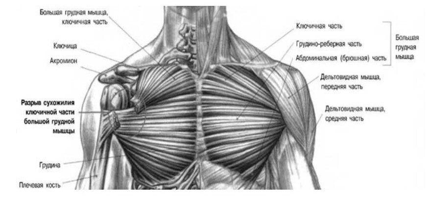 Малая грудная мышца m pectoralis Minor