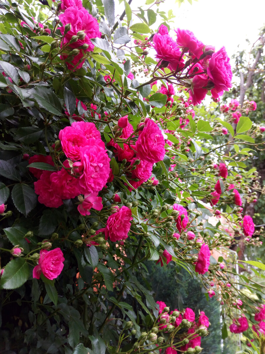 Плетистая роза и можжевельник - классика