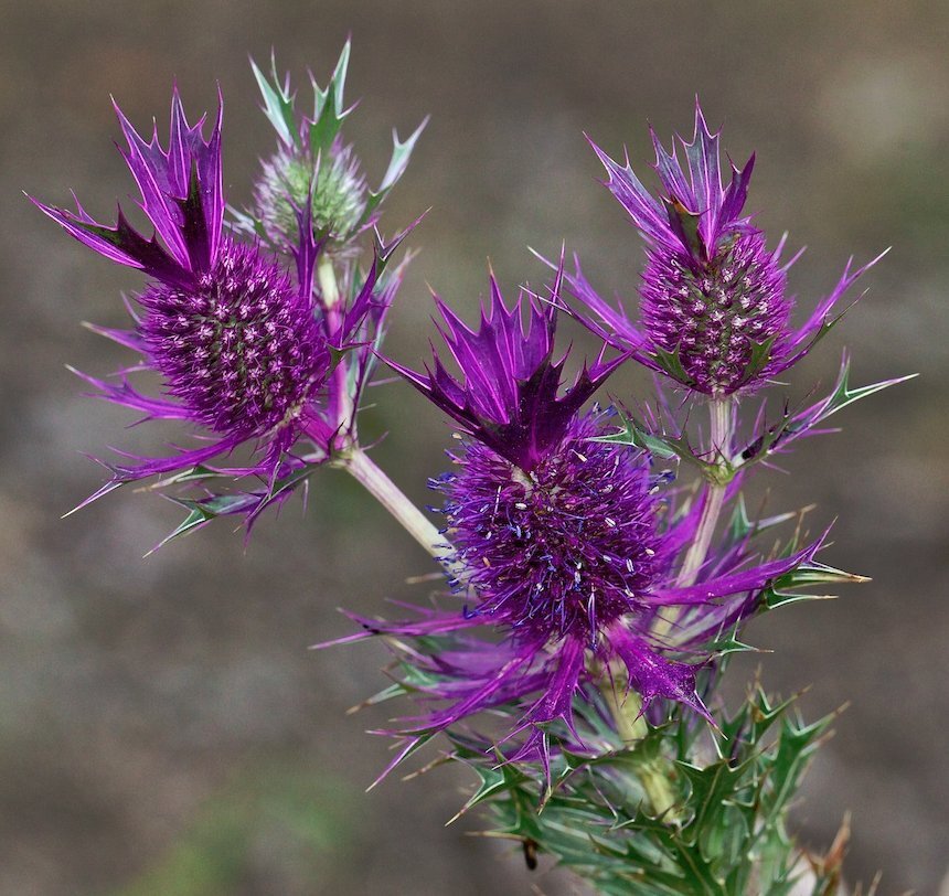 ФОТО НЕ МОЕ. ИСТОЧНИК: https://centerofthewebb.ecrater.com/p/34148138/showy-purple-leavenworths-eryngo-unique#